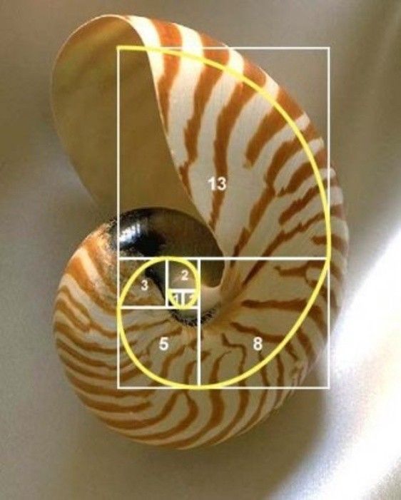 Proportions in snails
