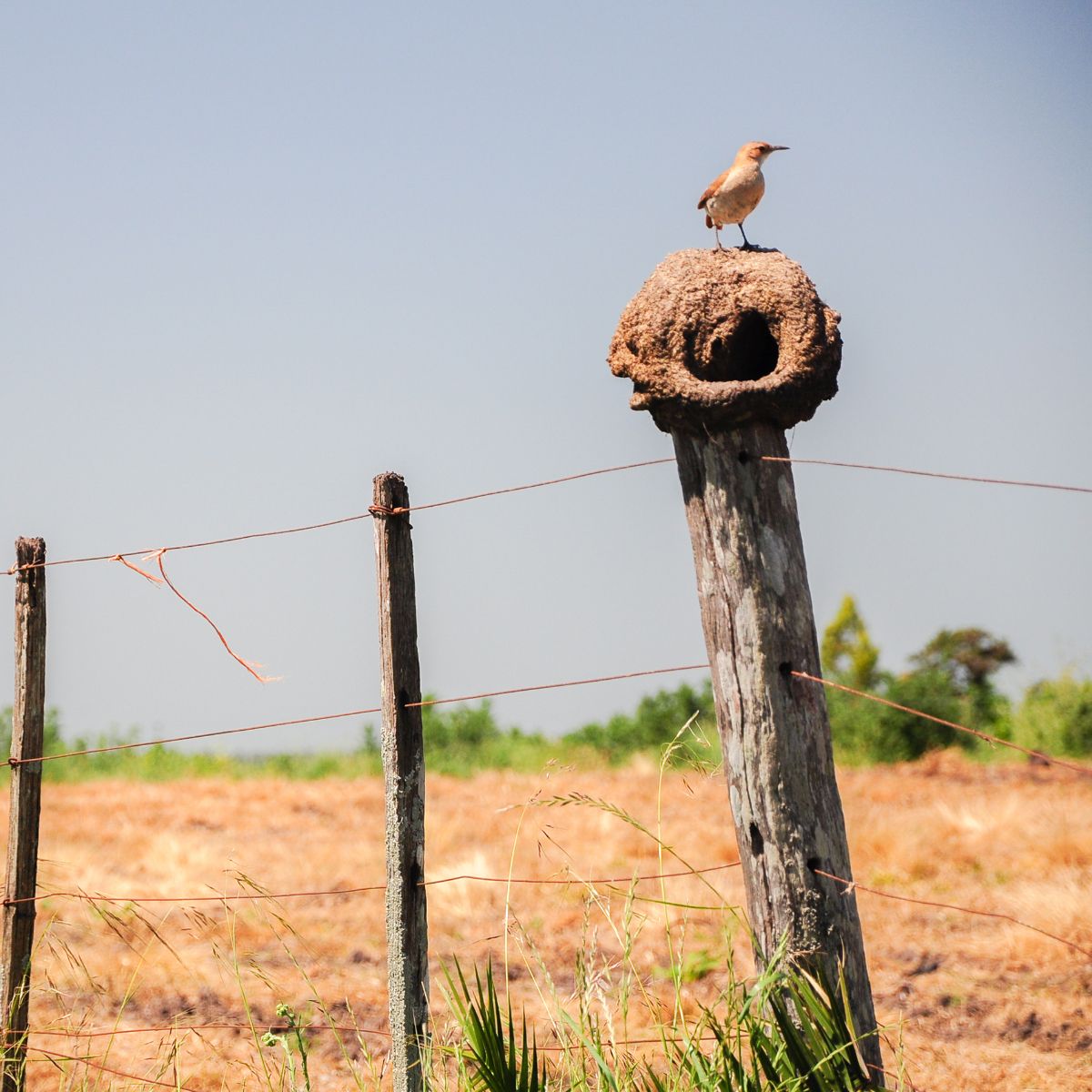 El hornero y su nido sobre un poste de alambrado y un caballo