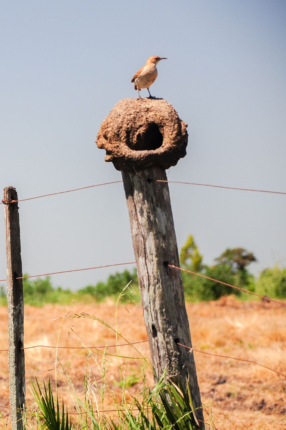 A Rufous Hornero (Furnarius rufus) standing over its nest on a wire fence